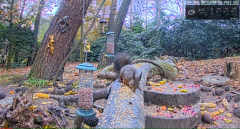 2021_11_28_13_55_59_LIVE_Forest_Bird_Feeder_Wildlife_Camera_Ground_Bird_Feeder_De_Mortel_The_.png