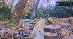 2021_11_29_12_01_25_LIVE_Forest_Bird_Feeder_Wildlife_Camera_Ground_Bird_Feeder_De_Mortel_The_.png