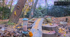 2021_11_29_12_03_40_LIVE_Forest_Bird_Feeder_Wildlife_Camera_Ground_Bird_Feeder_De_Mortel_The_.png