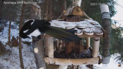 2021_12_01_16_23_35_Hrănitoarea_păsărilor_sălbatice_Wild_bird_feeder_YouTube_Mozilla_Firefox.png