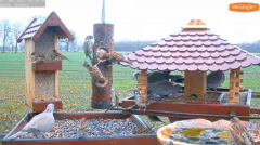 2021_12_01_09_51_29_9_LIVE_Bird_Feeder_Cams_From_Around_the_World_2021_Bird_Watching_HQ_Mozill.png