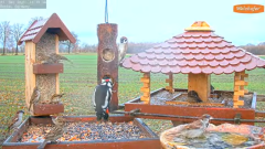 2021_12_01_15_48_18_9_LIVE_Bird_Feeder_Cams_From_Around_the_World_2021_Bird_Watching_HQ_Mozill.png
