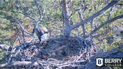 2021-12-03 20_02_25-Berry College Eagle Cam 2021 – Kinza.jpg