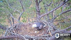 2021-12-06 19_37_41-Berry College Eagle Cam 2021 – Kinza.jpg