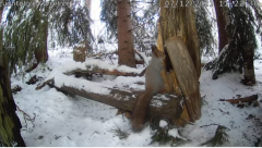 2021_12_07_15_23_37_KURRELIVE_SQUIRREL_LIVE_STREAM_LUONTOLIVE_YouTube_Mozilla_Firefox.png