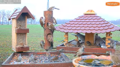 2021_12_07_14_21_44_9_LIVE_Bird_Feeder_Cams_From_Around_the_World_2021_Bird_Watching_HQ_Mozill.png