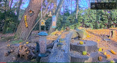 2021_12_07_13_04_03_LIVE_Forest_Bird_Feeder_Wildlife_Camera_Ground_Bird_Feeder_De_Mortel_The_.png