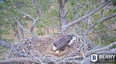 2021-12-07 19_38_47-Berry College Eagle Cam 2021 – Kinza.jpg