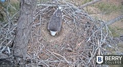 2021-12-07 19_40_03-Berry College Eagle Cam 2021 – Kinza.jpg